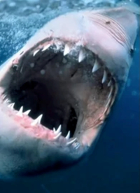 纪录片:海洋捕食者